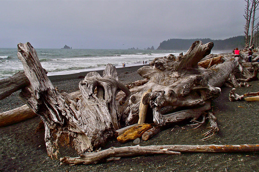 Download this Giant Driftwood Sculptures Rialto Beach Olympic National Park picture