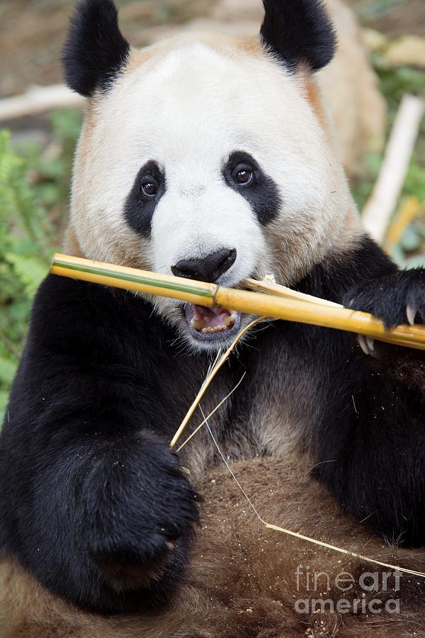 Giant Panda Eating Bamboo Photograph By Pan Xunbin Pixels