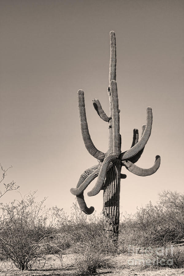 cactus music surrealism cactus music surrealism