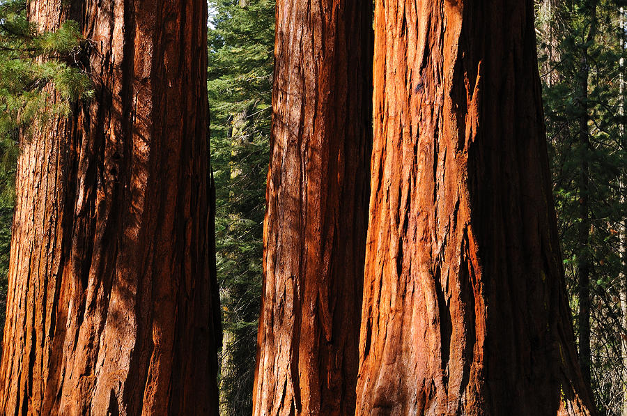 Giant Sequoias At Mariposa Grove Yosemite California Photograph By Mark