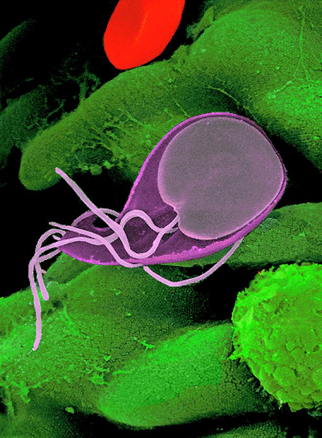 Giardia Protozoan Photograph By Science Photo Library