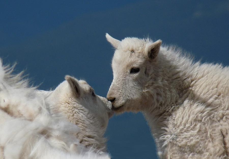 Goat Kiss Photograph by Ryan Dull