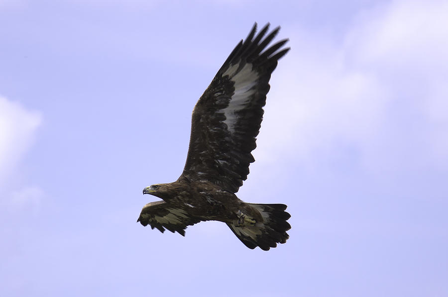  - golden-eagle-in-flight-dave-cawkwell