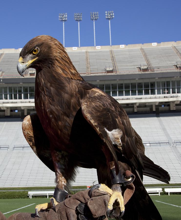 Golden Eagle Of Auburn University by Mountain Dreams
