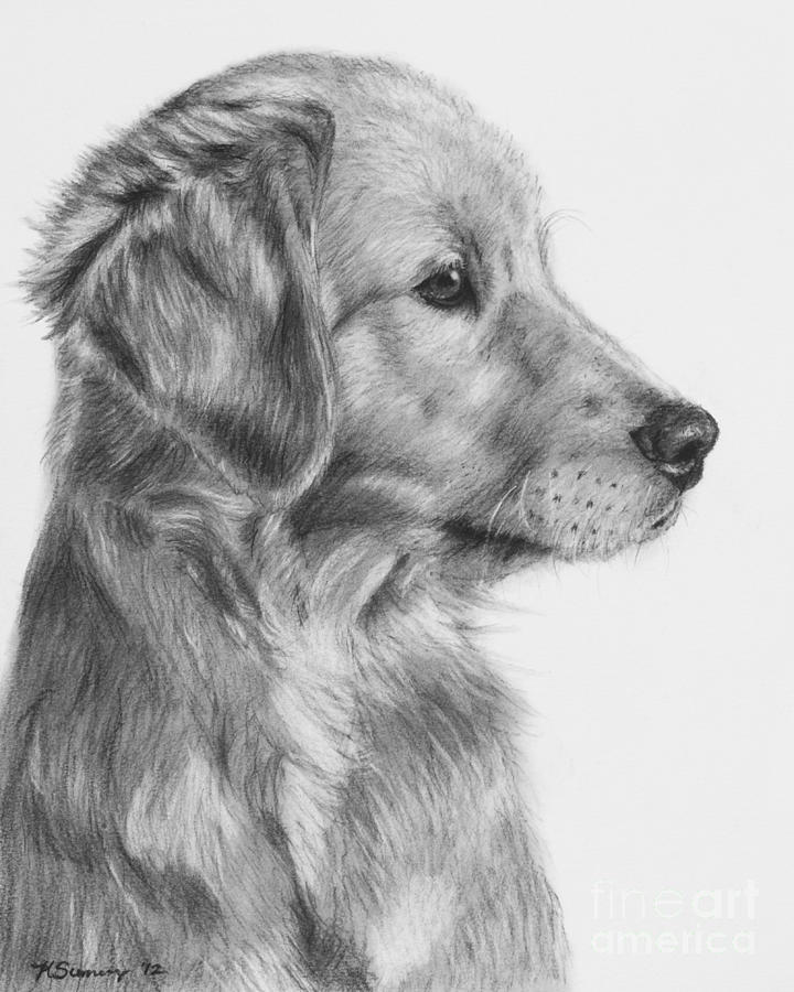 How to draw golden retrievers