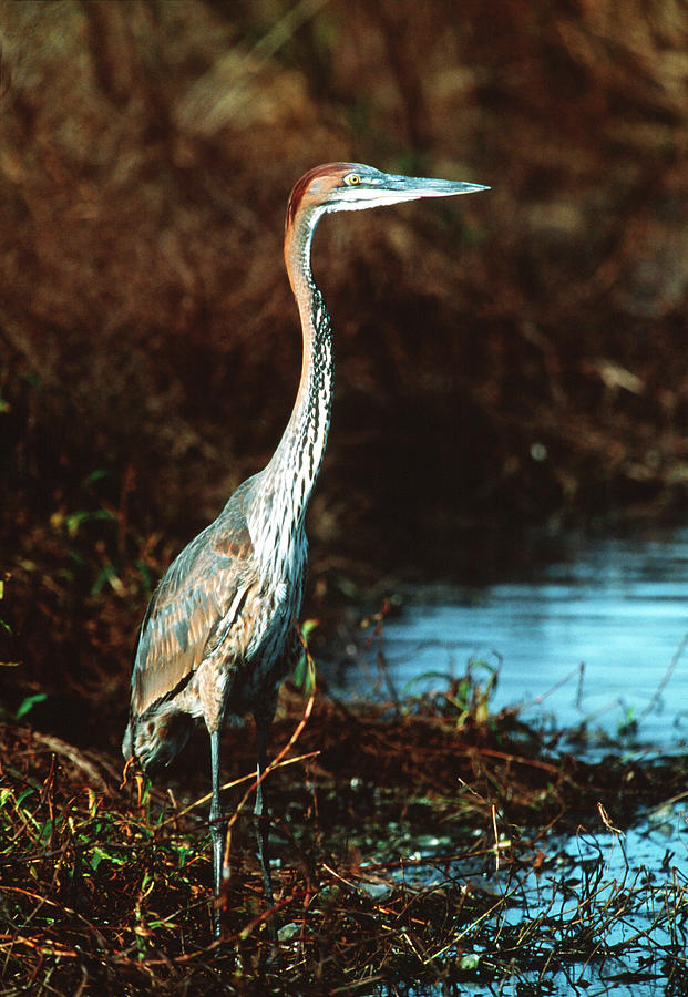 Goliath Heron Photograph By Tony Camacho Science Photo Library Fine