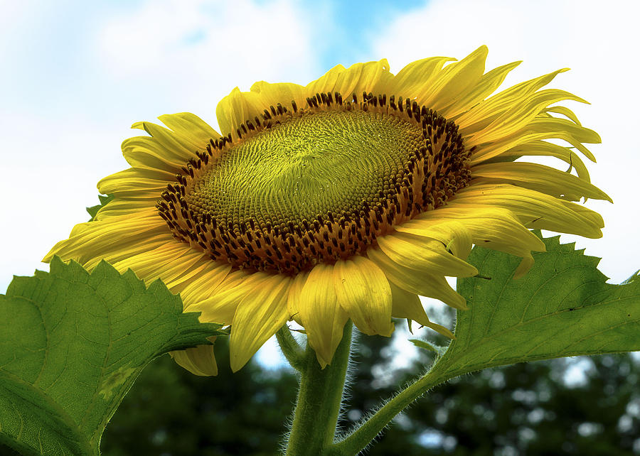 Good Morning Sunflower Photograph By Larry Helms