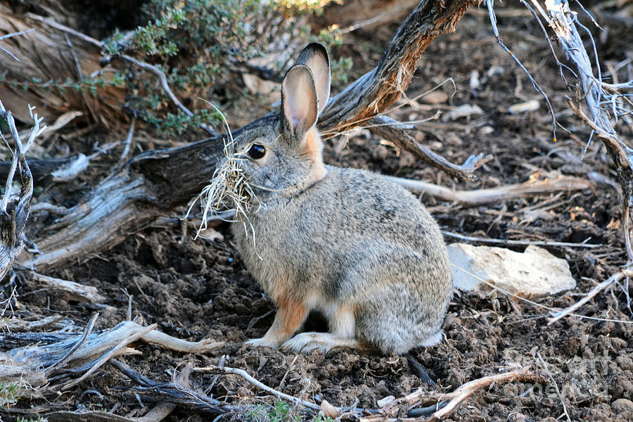 Grand Canyon Wildlife Rabbit by Shawn O'Brien