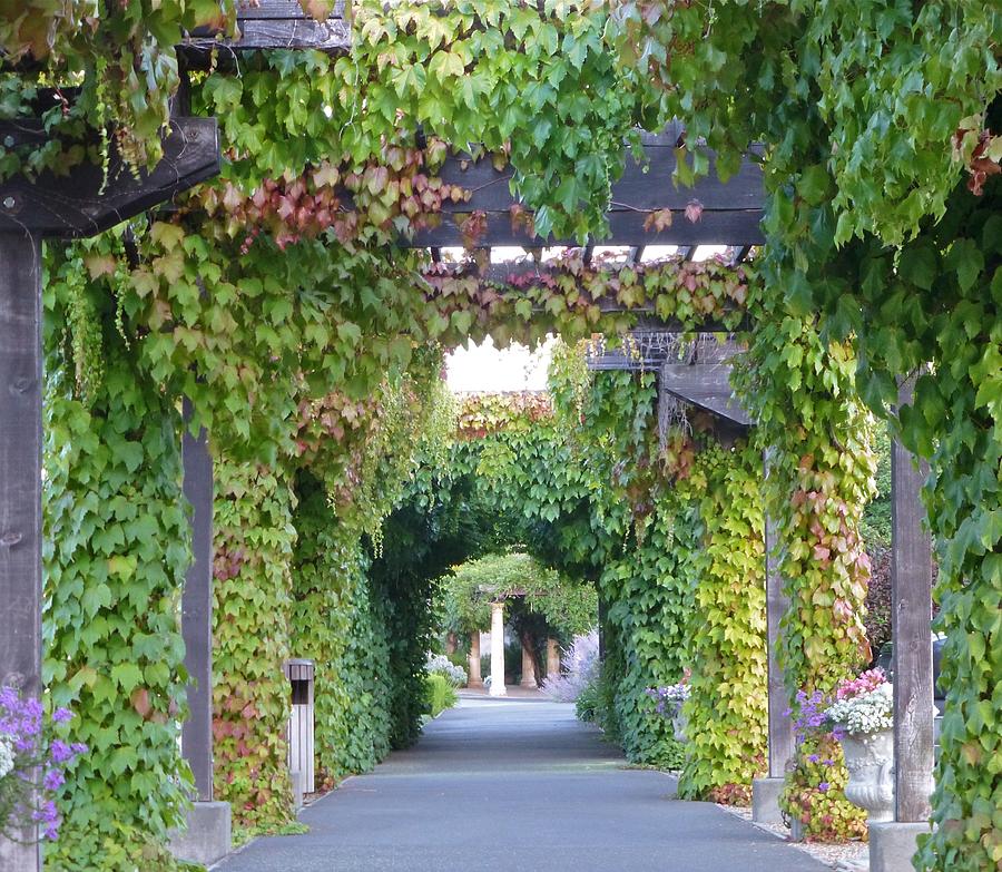 Arbor Photograph - Grape Vine Covered Arbor by K L Kingston