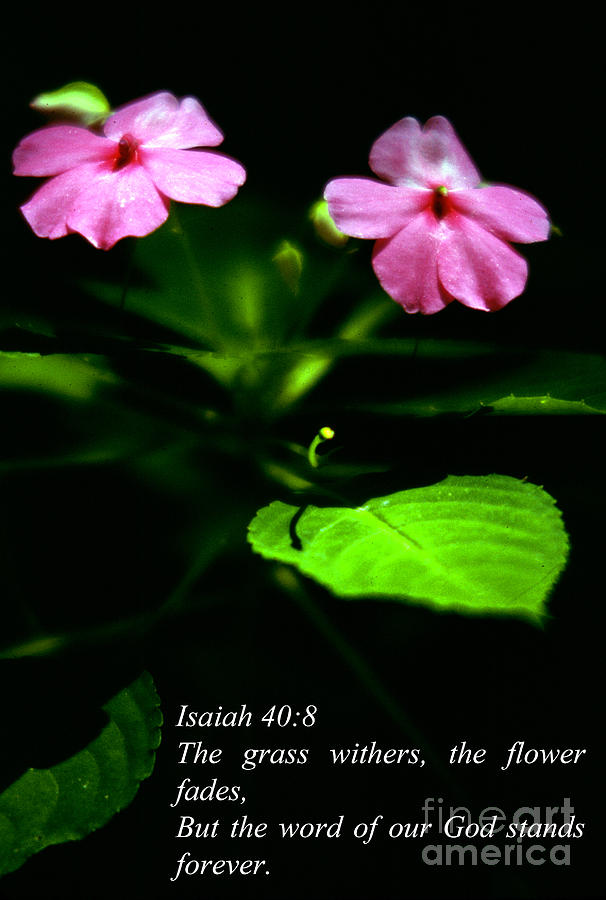 Grass Withers Flowers Fade Photograph by Thomas R Fletcher