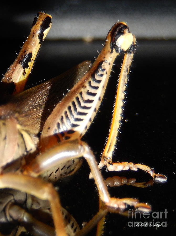 Legs Photograph by Nola Hintzel