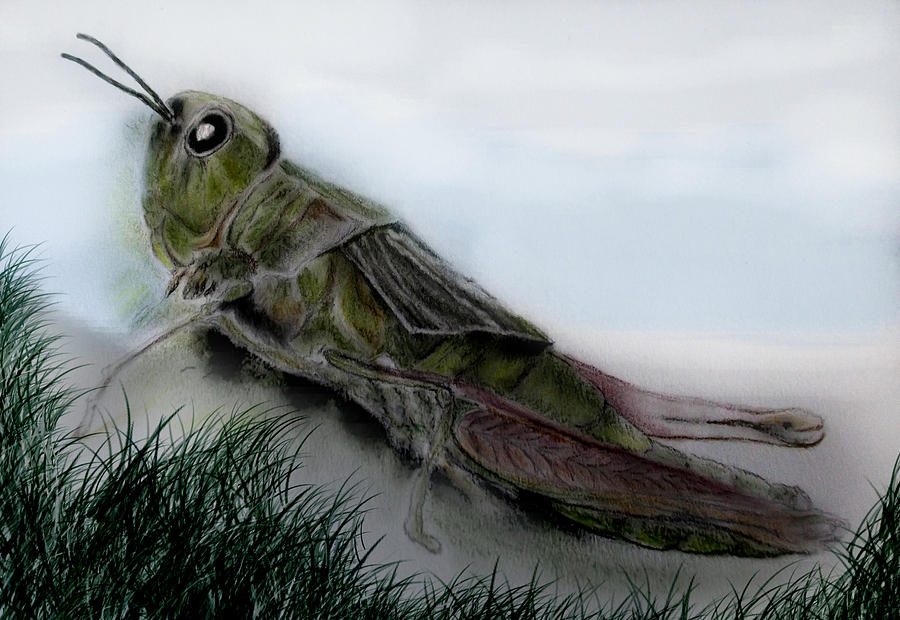 Grasshopper Resting Drawing By Cynthia Adams