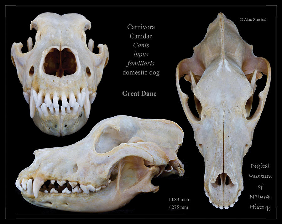 http://images.fineartamerica.com/images-medium-large-5/great-dane-skull-alex-surcica.jpg