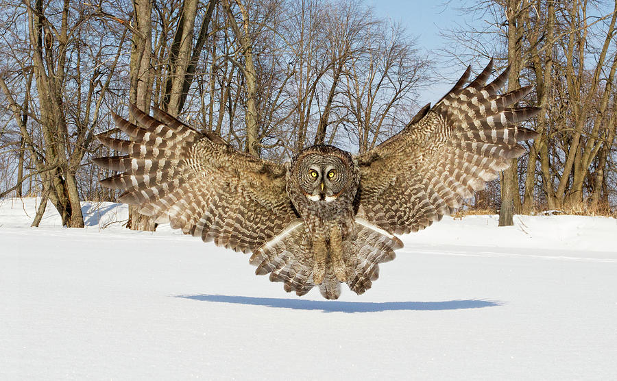 great-grey-owl-attack-rick-dobson.jpg