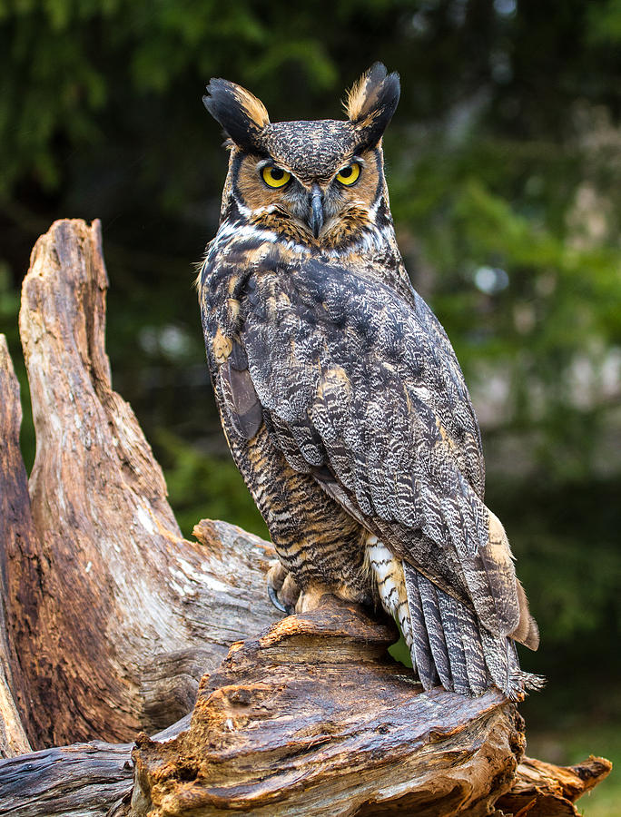 great-horned-owl-photograph-by-craig-brown