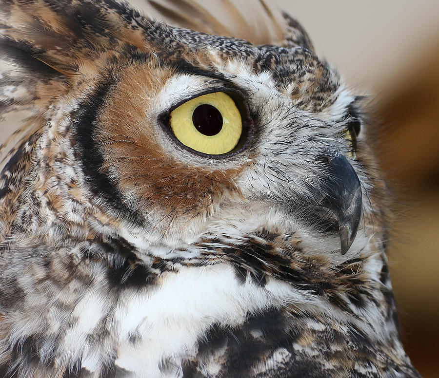  - great-horned-owl-erin-tucker