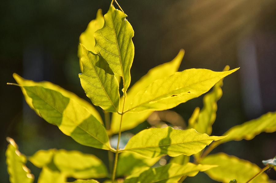  - green-leaves-backlit-by-summer-sun-katarzyna-drabek