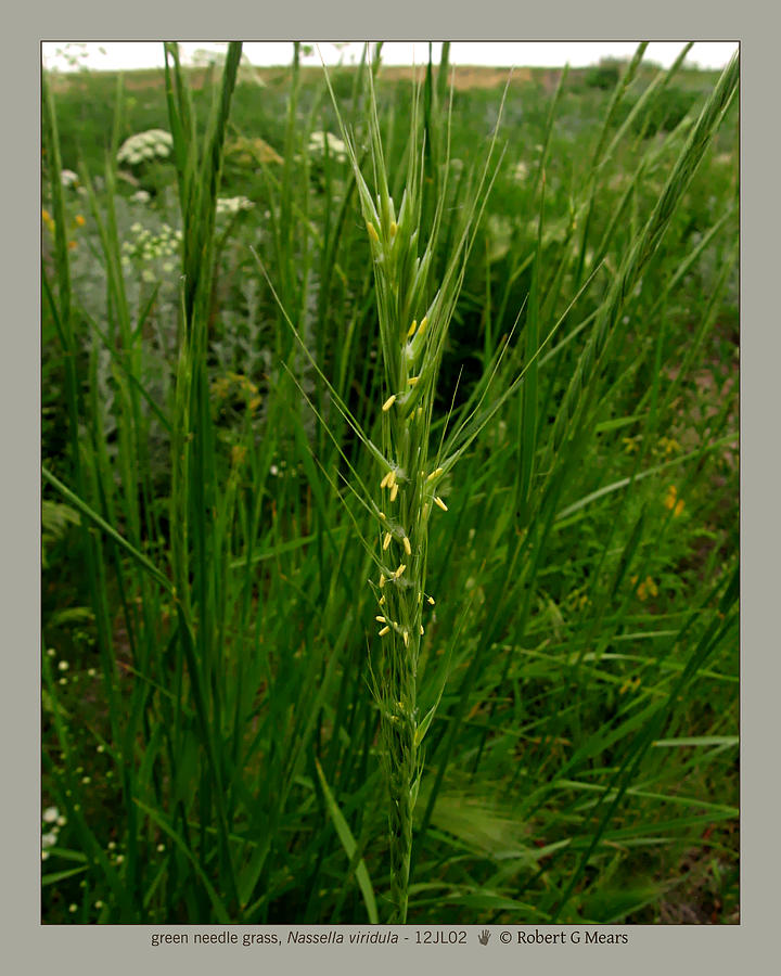 green needle grass Nassella viridula 12JL02 Photograph by Robert G