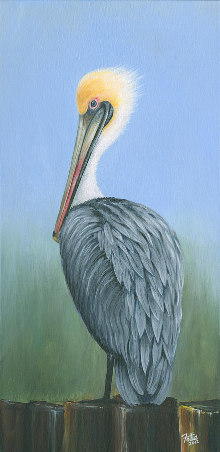  - grey-pelican-anthony-fotia