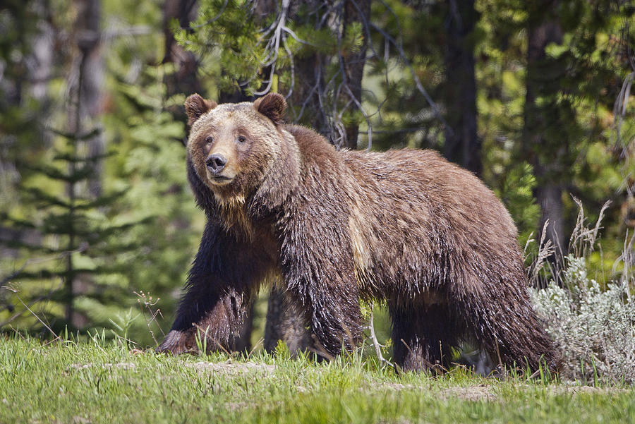 Grizzly #399 Photograph by John Blumenkamp