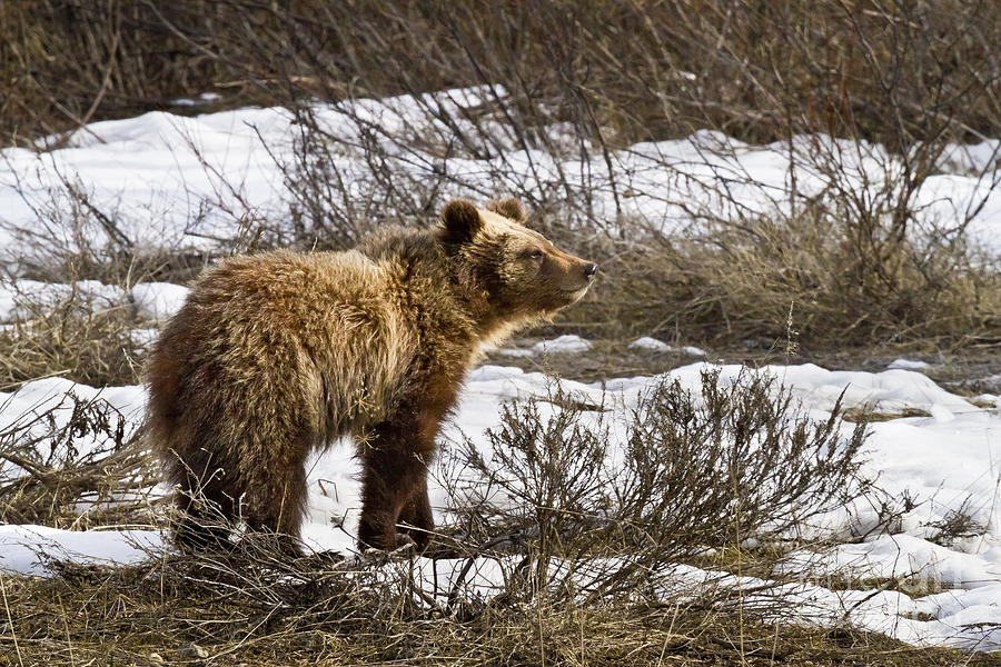 Grizzly Bear Cub In Snow Photograph By Mike Cavaroc Fine Art America