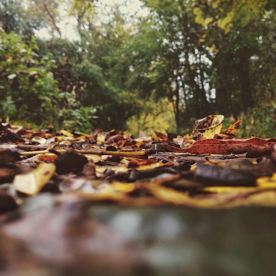  - ground-level-leaves-nikki-mcinnes