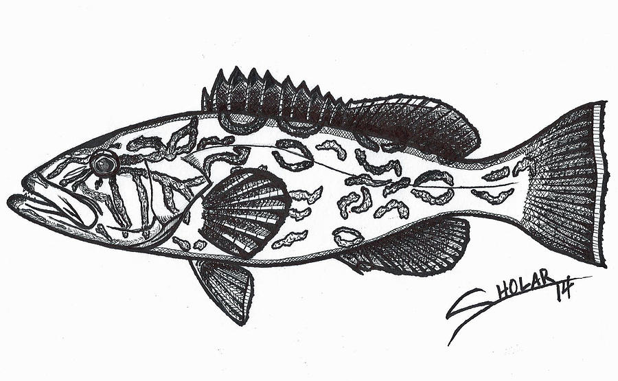 Grouper Drawing by Alex Sholar