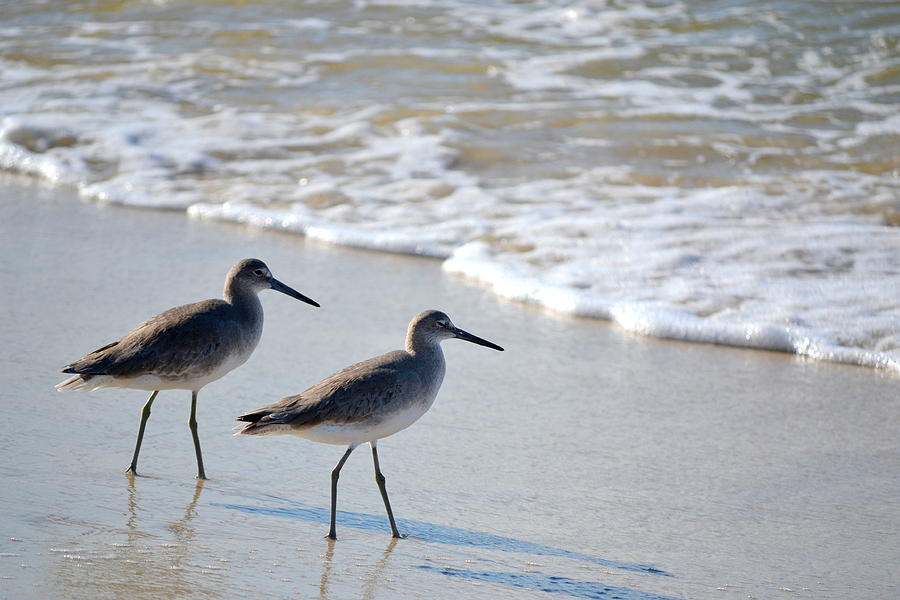 Gulf Coast Shorebirds by Mg Blackstock