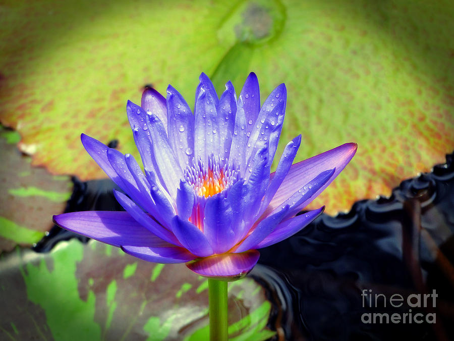 Hawaiian Water Lily by Sue Melvin
