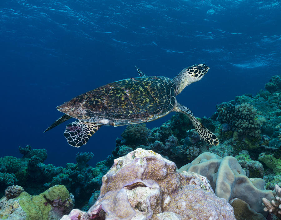 Hawksbill Sea Turtle On The Great Barrier Reef By David Williams