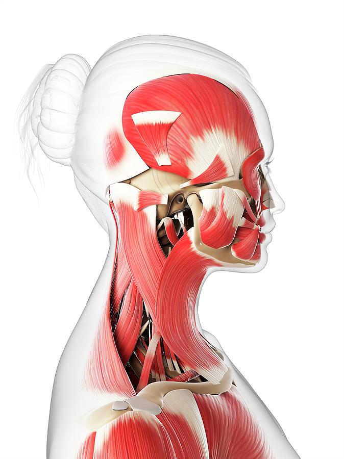 Head And Neck Muscles Photograph By Sciepro Science Photo Library