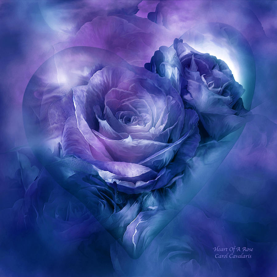 [Image: heart-of-a-rose-lavender-blue-carol-cavalaris.jpg]