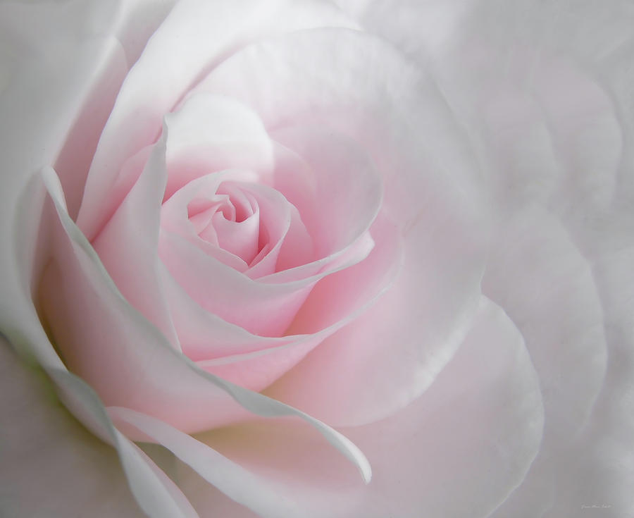 Heaven's Light Pink Rose Flower by Jennie Marie Schell