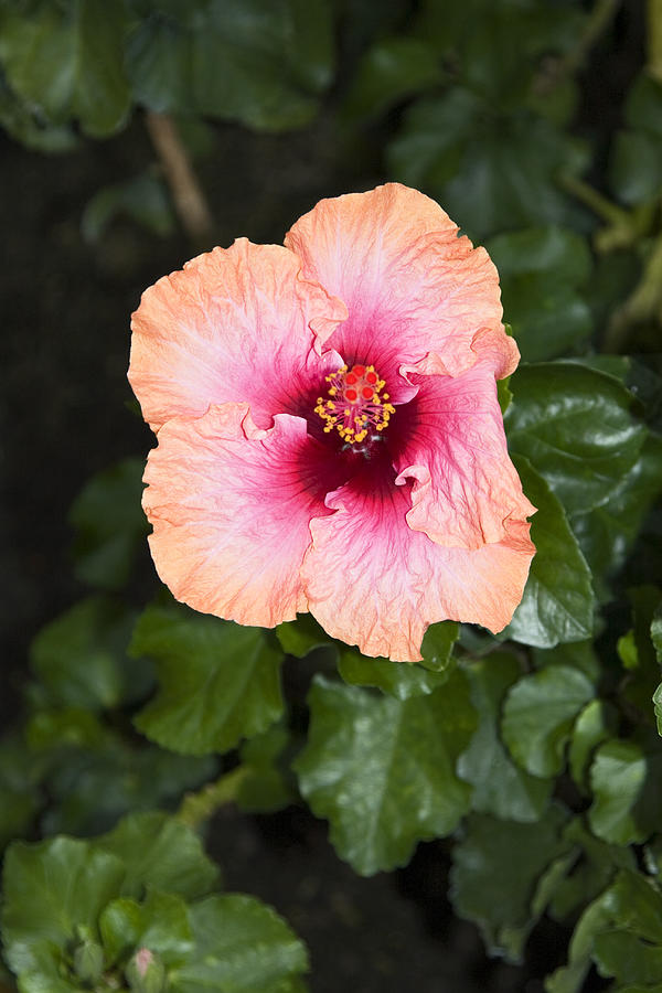 Hibiscus Blossom Photograph By Sally Weigand Fine Art America