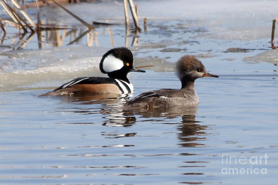 Hooded Merganser Pair Photograph By Lori Tordsen