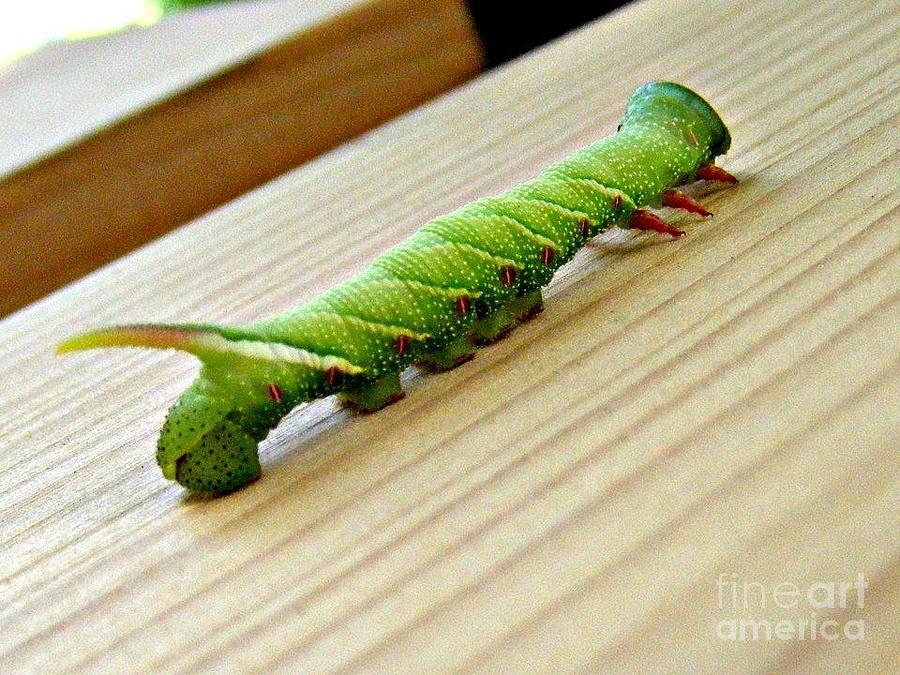 Horned Caterpillar by Lorna Castillo