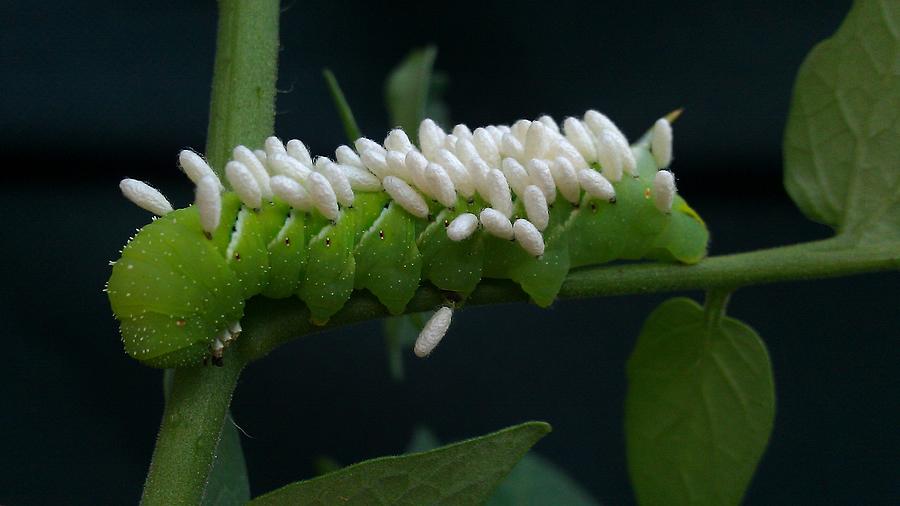 download hornworm caterpillar