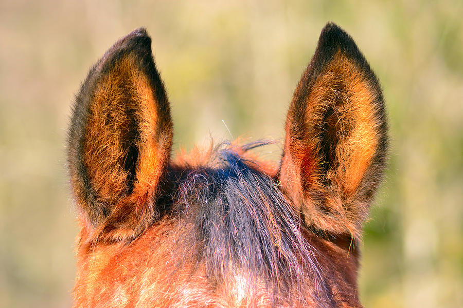 Horse Ears Photograph