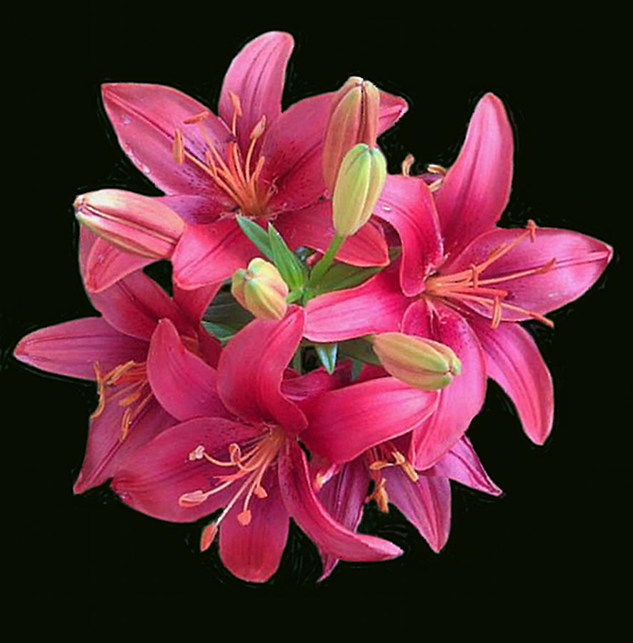 Hot Pink Lilies Digital Art By Dennis Buckman