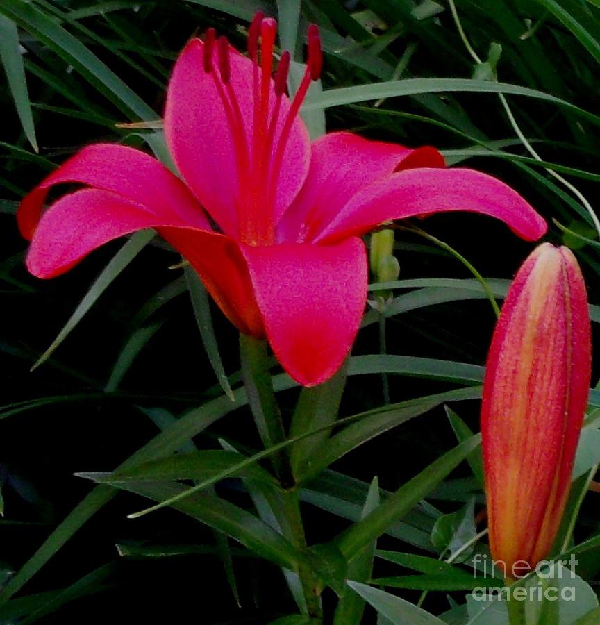 Hot Pink Lily Photograph By Gail Matthews