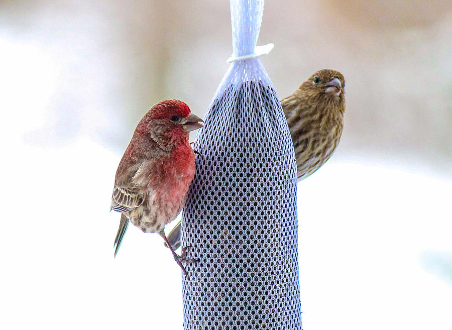 House Finch Photograph By Frank Selvage Fine Art America