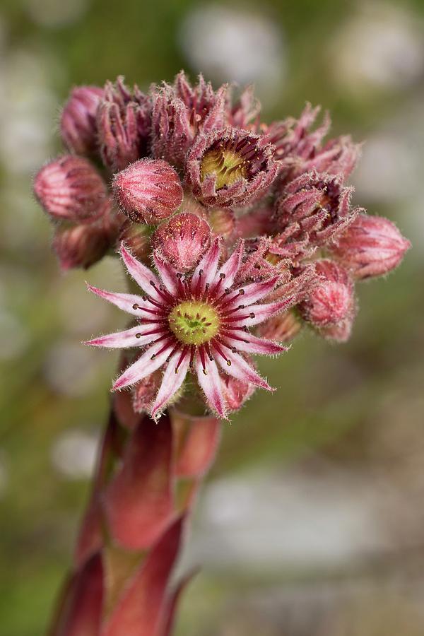 Houseleek Sempervivum Tectorum Flowers Photograph By Bob Gibbons