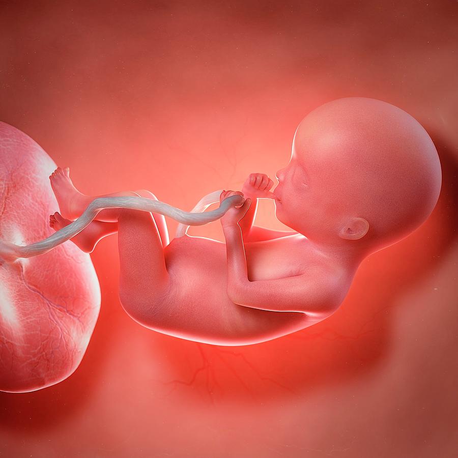 Human Foetus Age 20 Weeks Photograph By Sciepro Science Photo Library