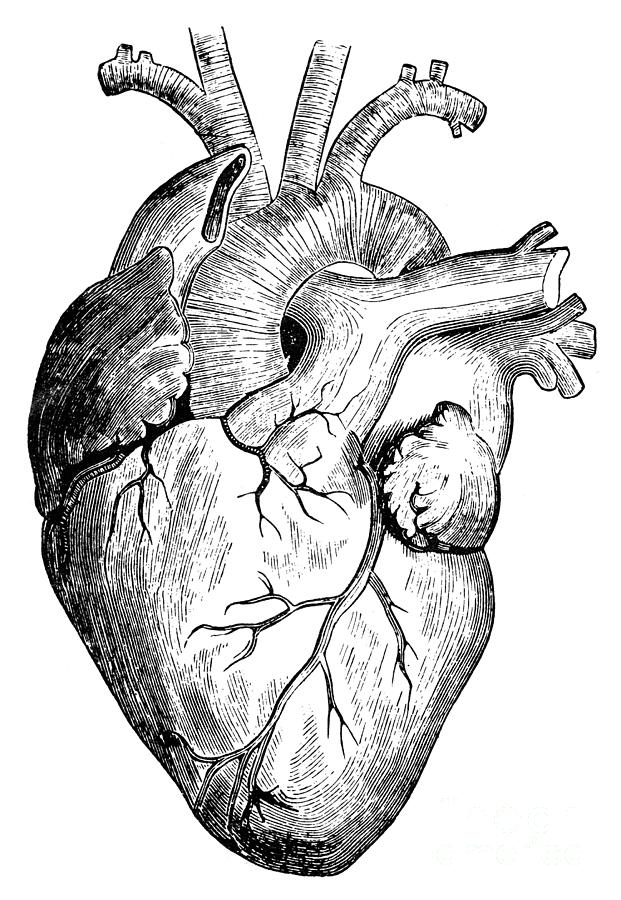 Real human heart drawing
