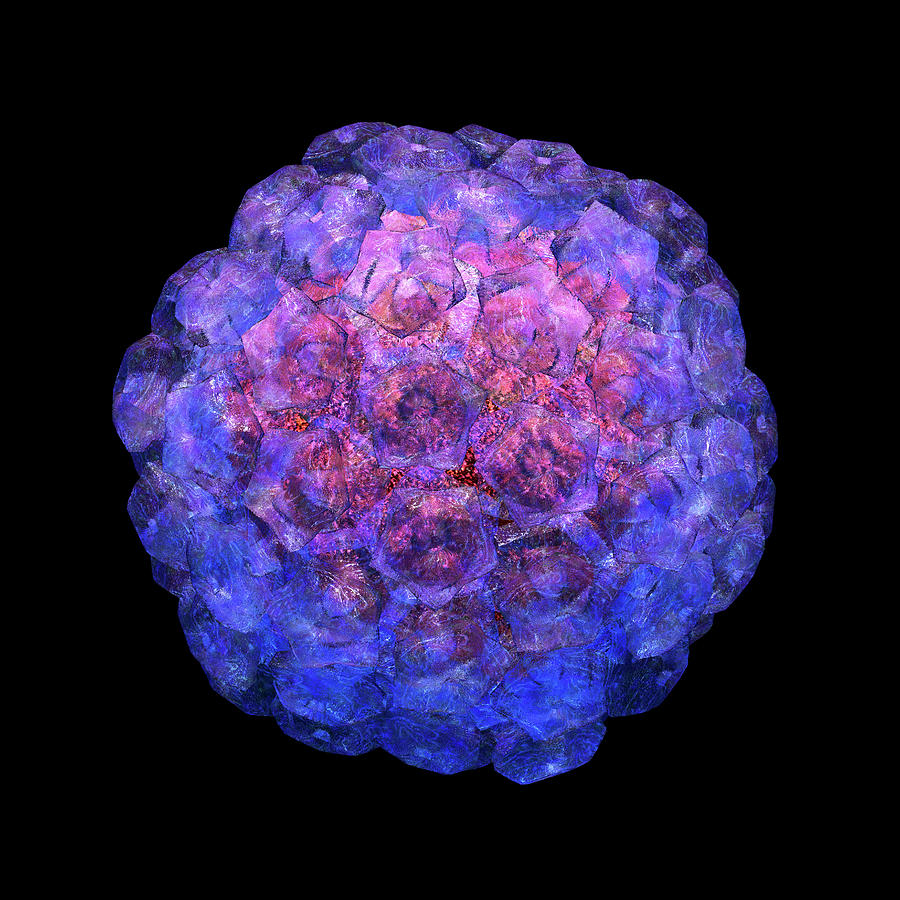 Human Papilloma Virus Photograph By Russell Kightley Science Photo