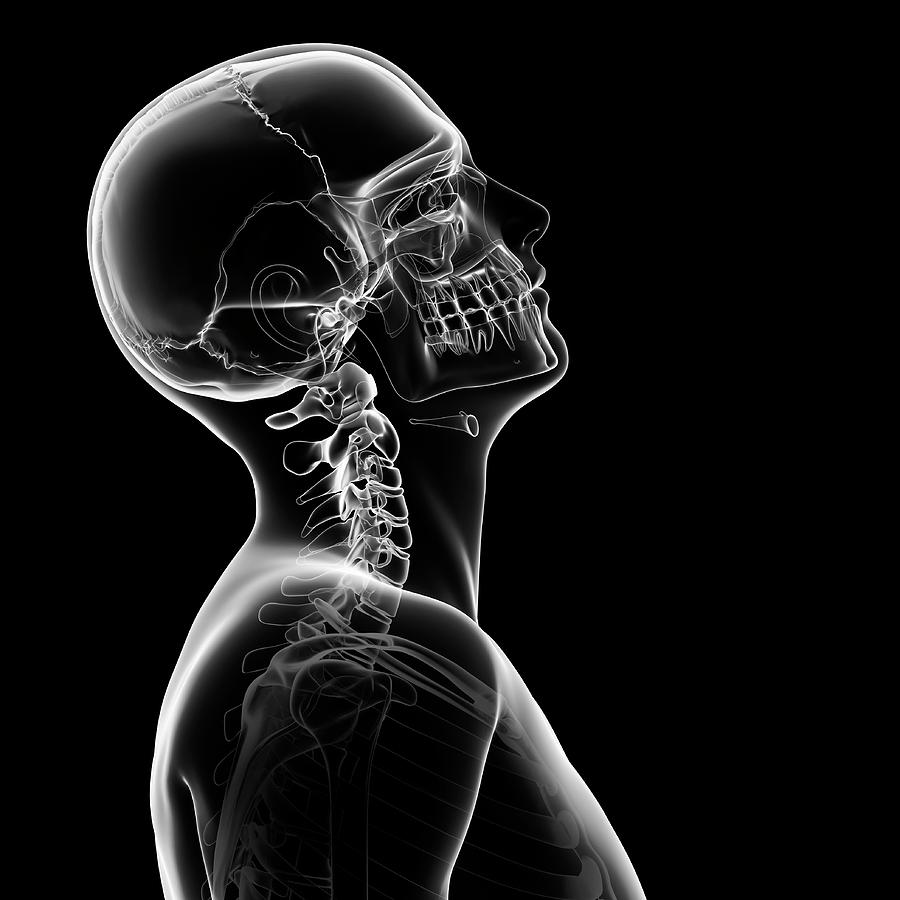 Human Skull And Neck Bones Photograph By Sebastian Kaulitzki Fine Art