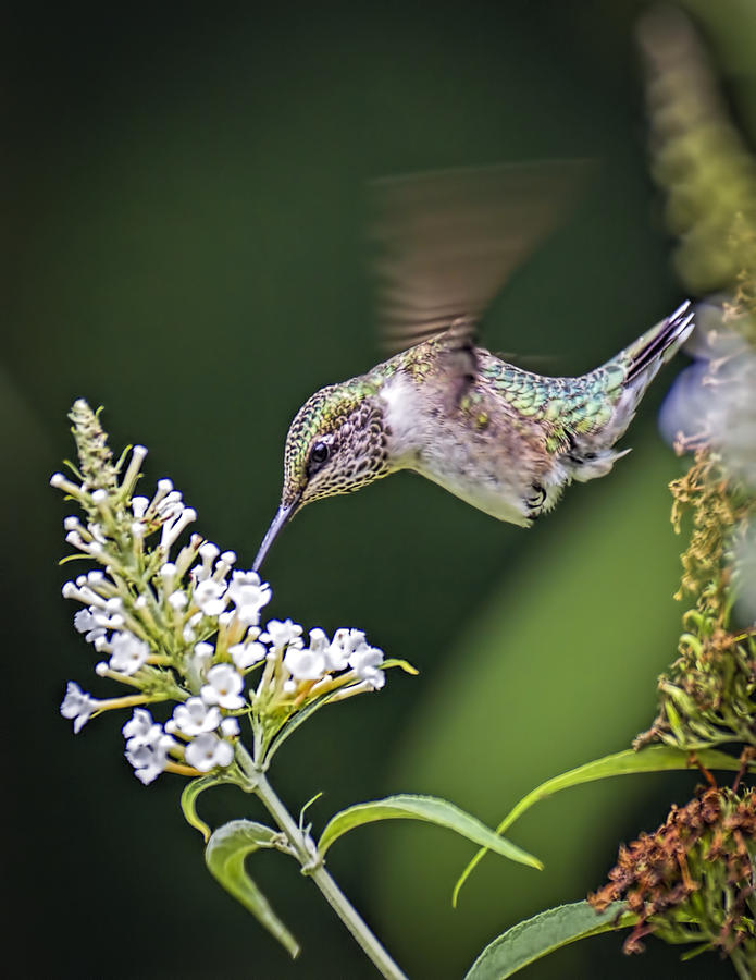 Hummingbird Photograph by Andrew Lawlor   Hummingbird Fine Art Prints    freelance writing jobs omaha