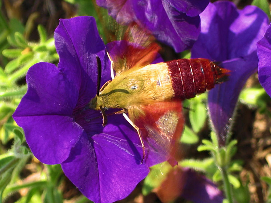 Hummingbird Clearwing Moth Photograph By Dan Pyle