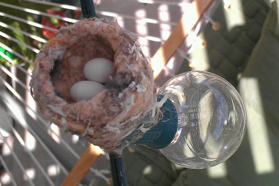 hummingbird eggs photograph hummingbird eggs fine art print hummingbird eggs photograph hummingbird eggs fine art print