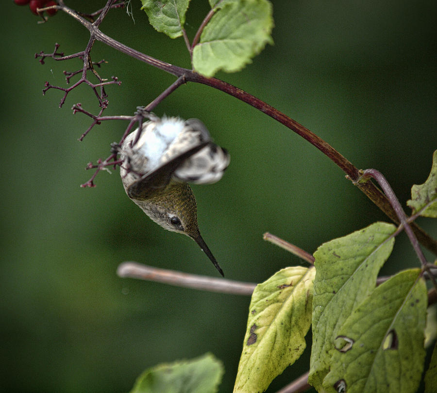 hummingbird in torpor photograph by elaine snyder hummingbird in torpor photograph by elaine snyder